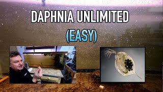 How I Raise Daphnia Water Fleas And You Can Too [upl. by Lemire]