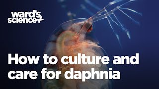 Caring and Culturing for Daphnia [upl. by Enilaf243]