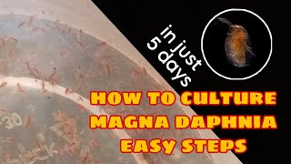 How to Culture Magna Daphnia Easily [upl. by Asenev]