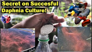 How to Culture Daphnia Successfully [upl. by Janean]