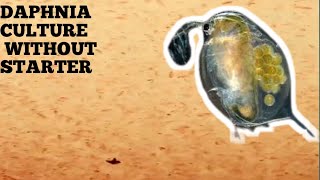 HOW TO CULTURE DAPHNIA NATURALLY WITHOUT A STARTER [upl. by Nwahsat]