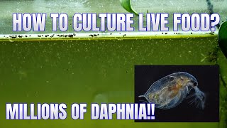 How to Culture Daphnia Secret Method to Breed MILLIONS  Simply Aquatic [upl. by Nagiem]