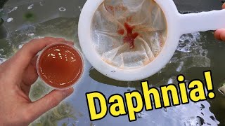 How I Culture Daphnia In Outdoor Tubs [upl. by Rtoip547]