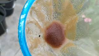 How to culture daphnia moina in a small container Part 1 English Subtitle [upl. by Bixby]