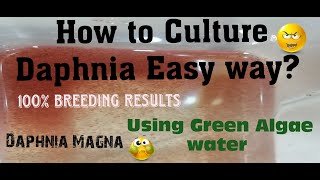 Daphnia MagnaHow to Culture Daphnia Easy wayCulturing Daphnia using Green water Daphnia [upl. by Akinet]