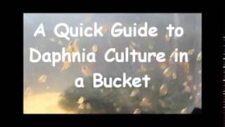 How to culture daphnia outside [upl. by Assirral]