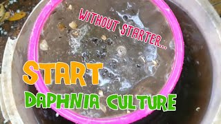 How to culture daphnia moina the easy way 1  Starting the Daphnia culture [upl. by Hgielime343]