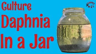 How to Culture Daphnia in a Jar [upl. by Hcardahs250]