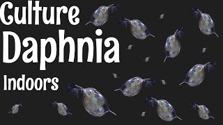 How to Culture Daphnia [upl. by Brinn]