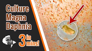 How to culture DAPHNIA MAGNA  The easy way [upl. by Major]