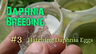 Daphnia Culture made simple and easy 3  Hatching Daphnia eggs [upl. by Witherspoon]