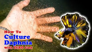 How to Culture Daphnia with ZERO Cost  Unlimited Live Food For Our Fish [upl. by Roxine594]