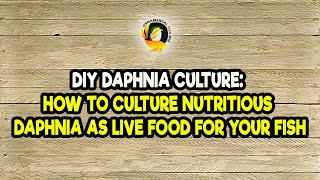 DIY Daphnia Culture How to Culture Nutritious Daphnia as Live Food for Your Fish [upl. by Hurd]