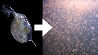 How I Culture Daphnia [upl. by Gnep]