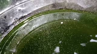 DAPHNIA MOINA CULTURE IN A SMALL BUCKET [upl. by Eca63]