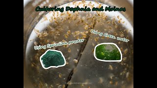 How To Culture Daphnia and Moinas using Green Water Spirulina powder [upl. by Biernat]