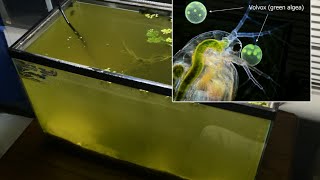 Raising Daphnia for the Freshwater Aquarium [upl. by Ck97]