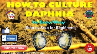 HOW TO CULTURE DAPHNIA In Easy Way [upl. by Ennahs522]